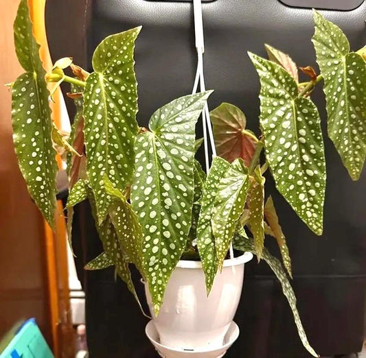 Begonia Rex Double dot “angel wing” starter plant **(ALL plants require you to purchase ANY 2 plants!)**
