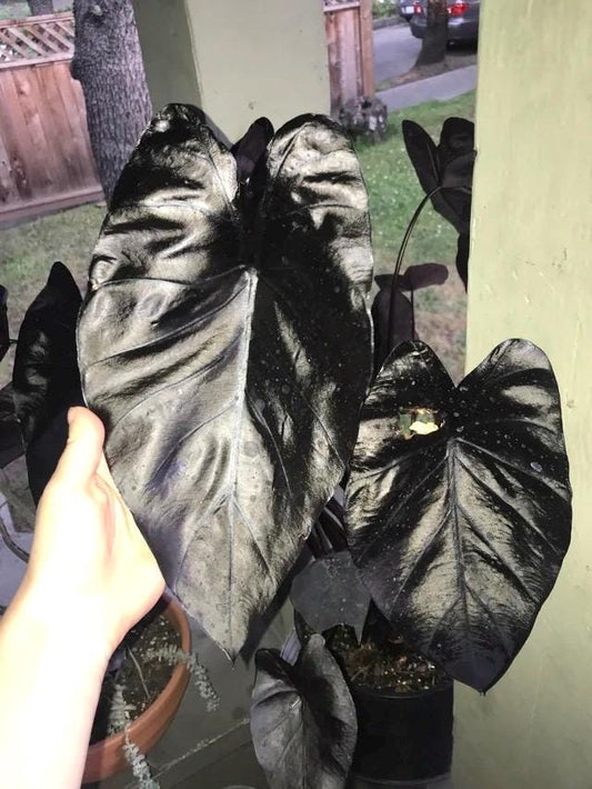 Colocasia electric blue gecko rare elephant ear starter plant **(ALL plants require you to purchase ANY 2 plants!)**