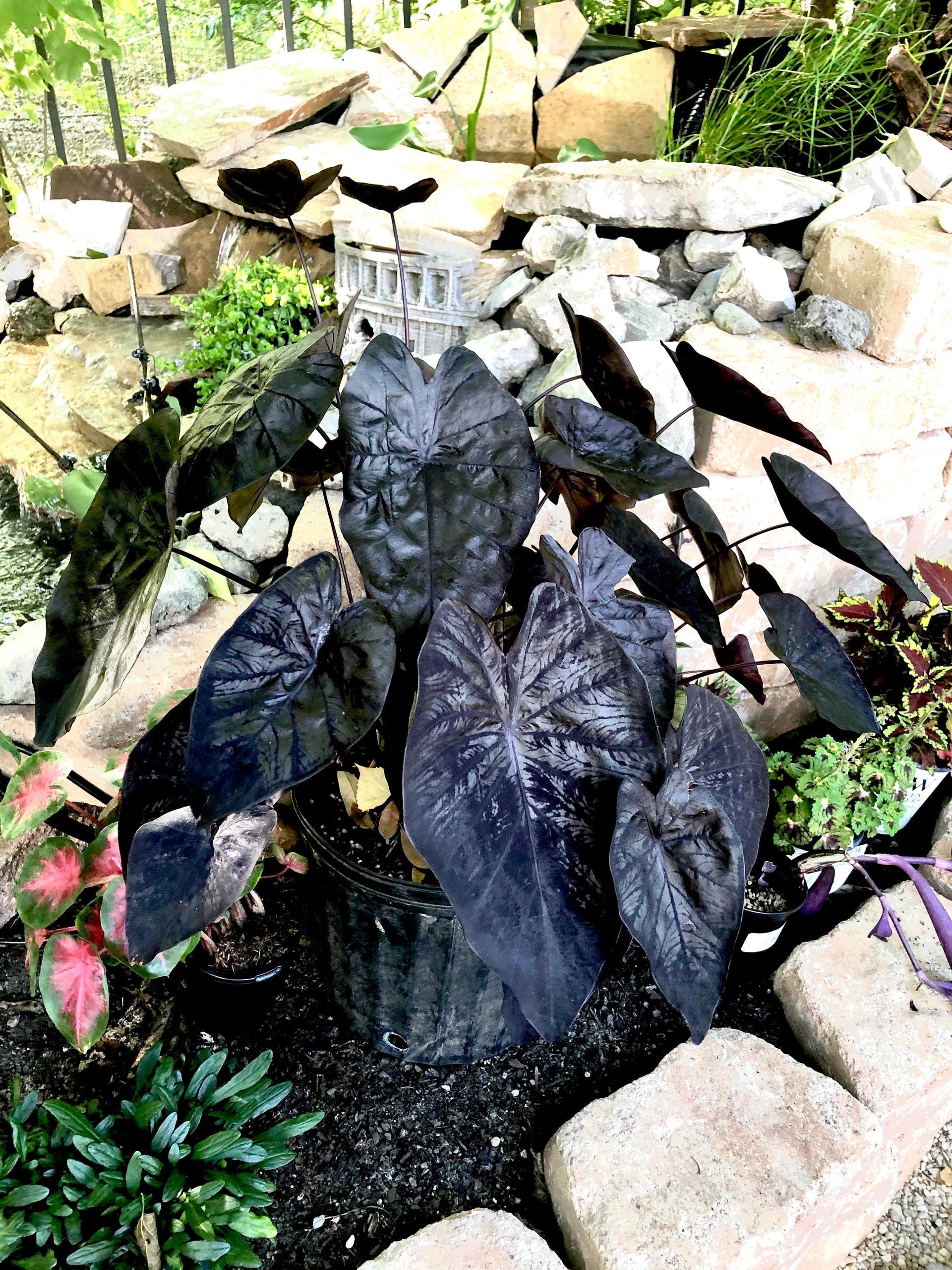 midnight marvel elephant ears plant Colocasia Black ripple “gothic” rare black elephant ear starter plant –  GoldenGreeneryCo