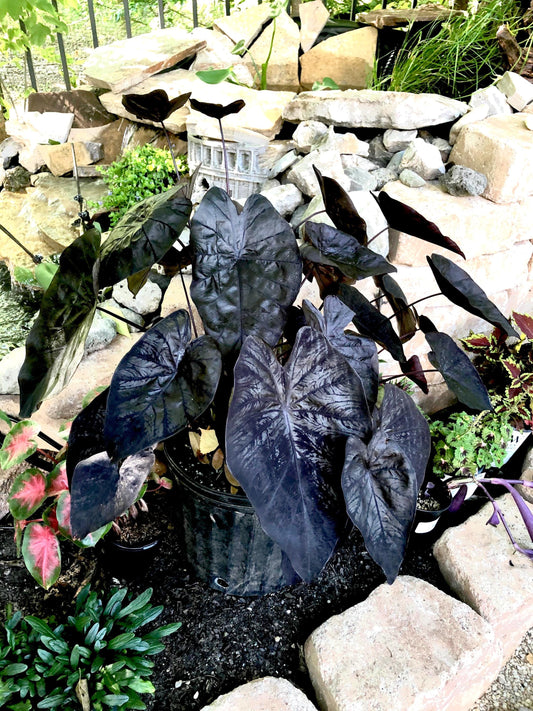 Colocasia Black ripple “gothic” rare black elephant ear starter plant **(ALL plants require you to purchase ANY 2 plants!)**