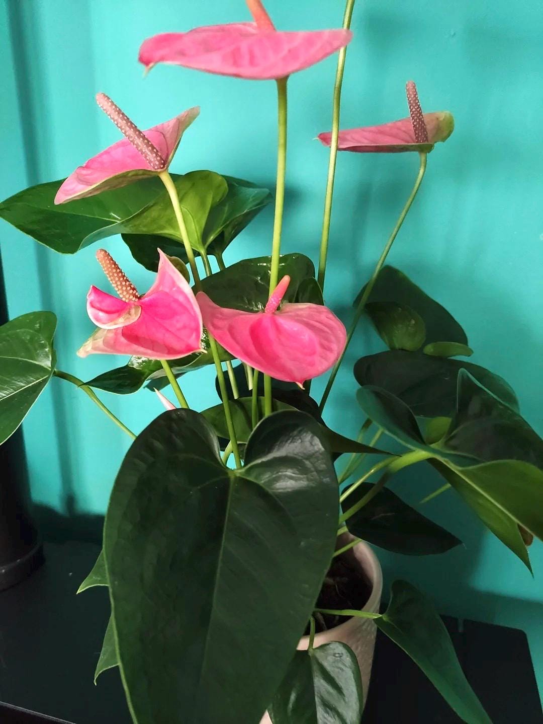 Anthurium Pink heart starter plant **(ALL plants require you to purchase ANY 2 plants!)**