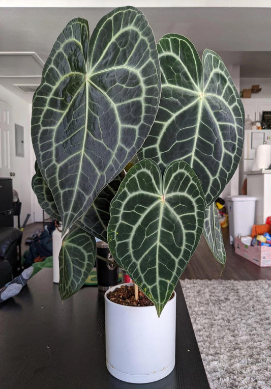 Anthurium Clarinervium TC starter plant **(ALL plants require you to purchase ANY 2 plants!)**