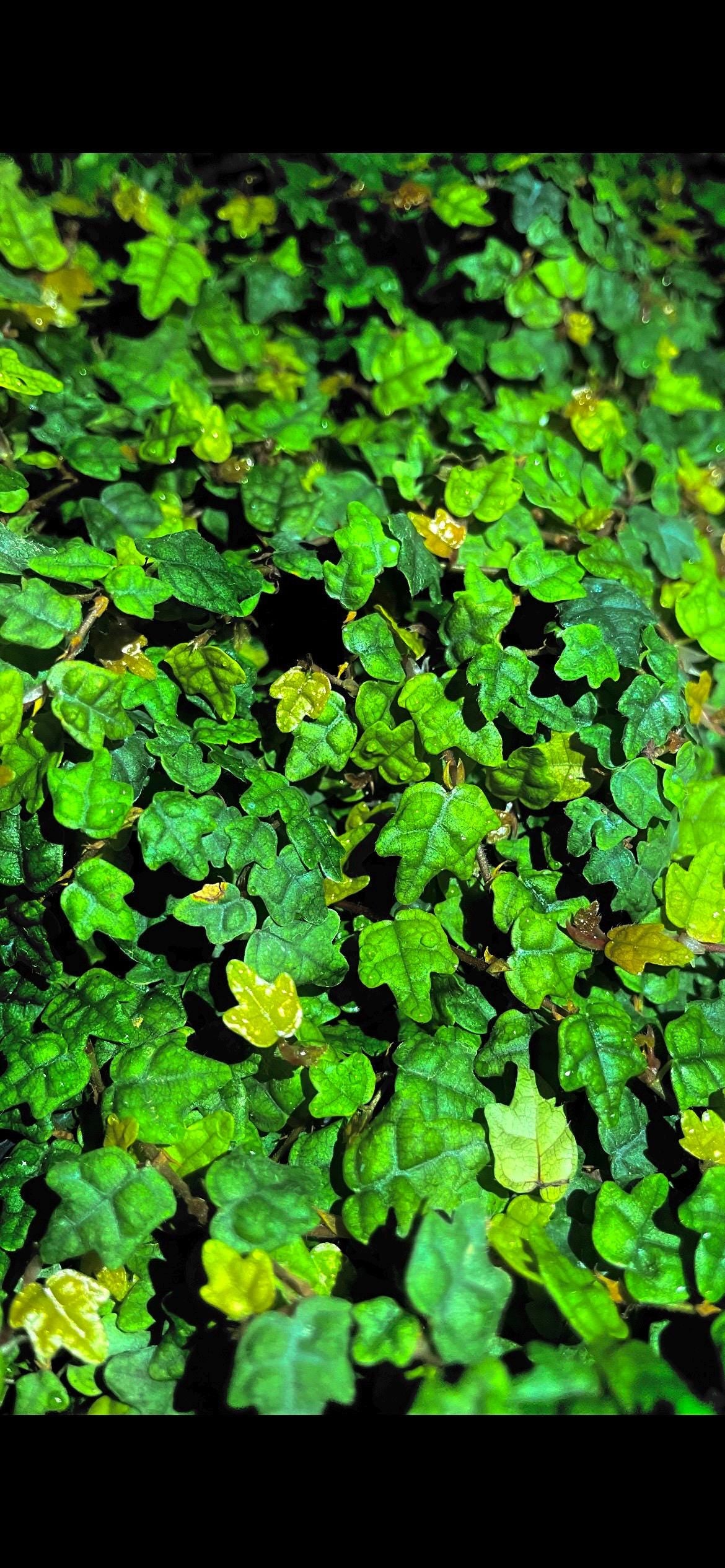 Ficus Quercifolia, Miniature Oak Leaf Creeping Fig Vine, String of Frogs starter plant *(ALL plants require purchase of ANY 2 plants!)*