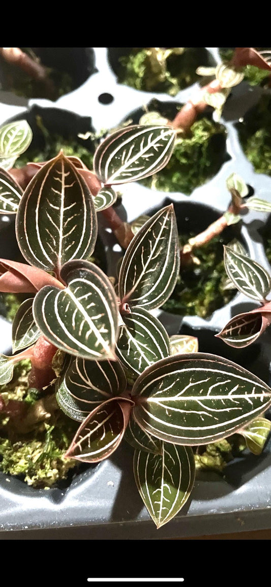 Anoectochilus chapaensis golden jewel orchid “Jewelyana” rare variety starter plant **(ALL plants require you to purchase ANY 2 plants!)