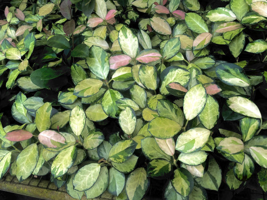 Hoya Carnosa Variegated Australis “Lisa” starter plant **(ALL plants require you to purchase ANY 2 plants!)**