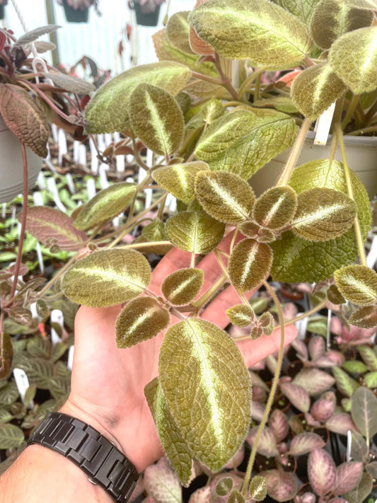 Episcia Grey lady 2” plant **(ALL plants require you to purchase ANY 2 plants!)**