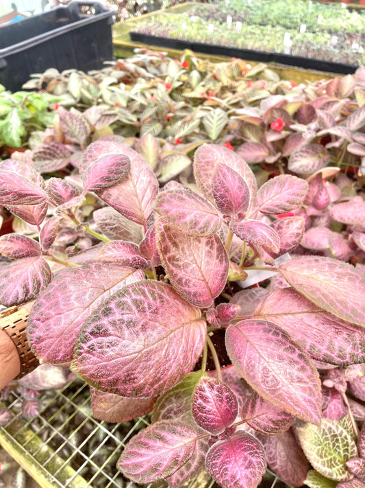 Episcia pink strawberry Fields variegated flowering African violet 4” plant **(ALL plants require you to purchase ANY 2 plants!)**