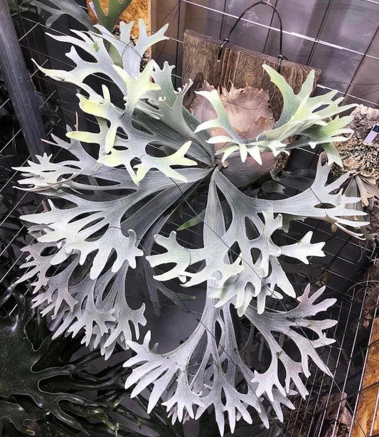 Platycerium .sp Bifurcatum white Staghorn Fern Rare Starter Plant **(ALL STARTER PLANTS require you to purchase 2 plants!)**