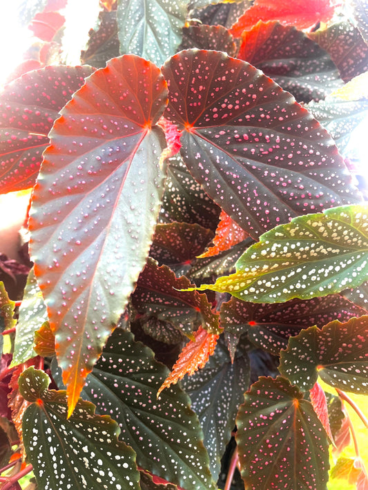 Begonia Rex maculata pink spot “angel wing” XL starter plant (All plants require purchase of Any 2 plants!!)