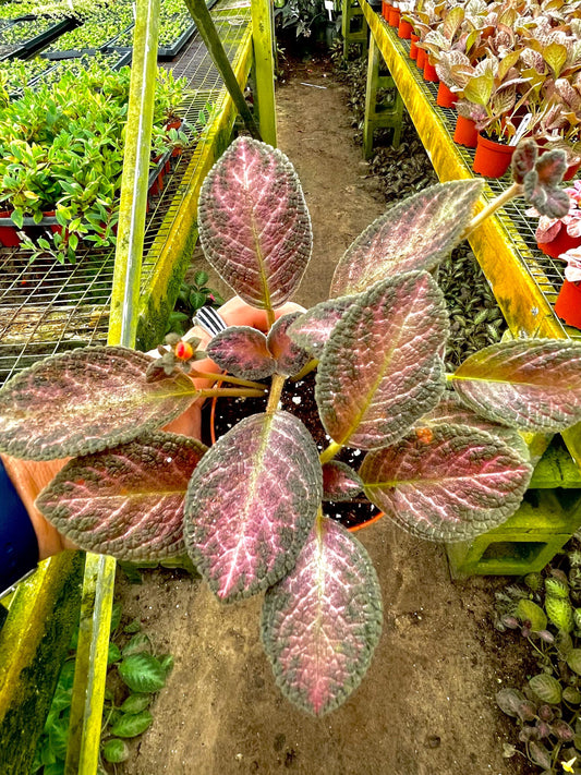 Episcia pink temptation variegated flowering African violet 4” plant **(ALL plants require you to purchase ANY 2 plants!)**