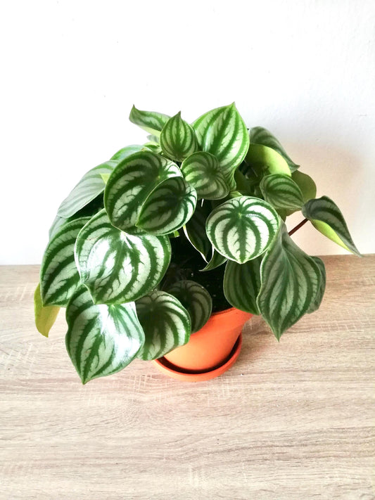 Peperomia watermelon 2” plant **(ALL plants require you to purchase ANY 2 plants!)**