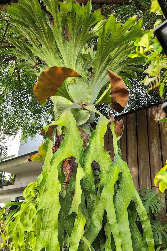Platycerium Wandae staghorn fern 2” plant **(ALL plants require you to purchase ANY 2 plants!)**