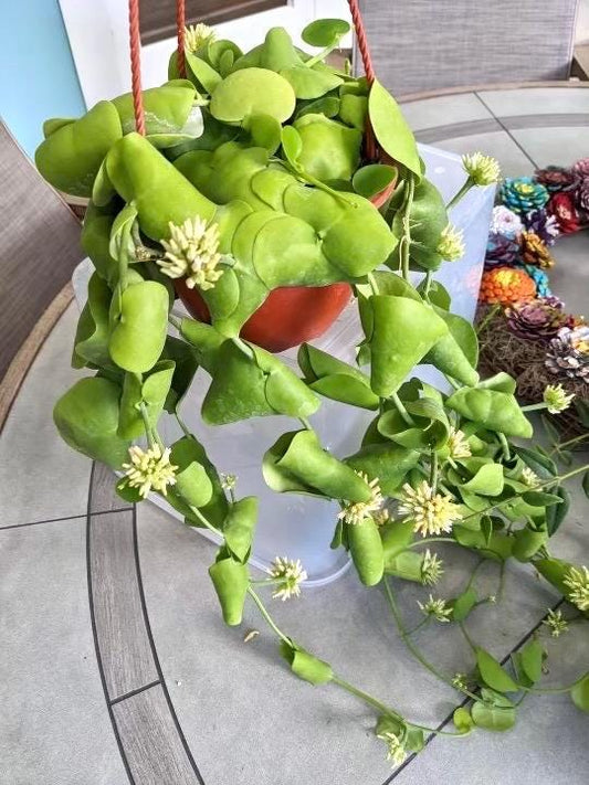 Dischida platyphylla 2” plant **(ALL plants require you to purchase ANY 2 plants!)**