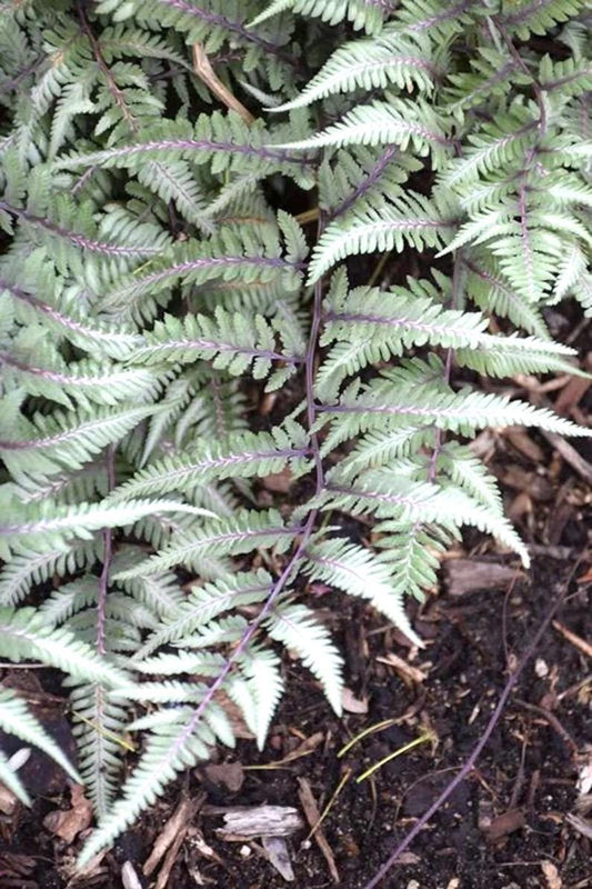Athyrium Godzilla Japanese painted fern starter plant **(ALL plants require you to purchase ANY 2 plants!)**