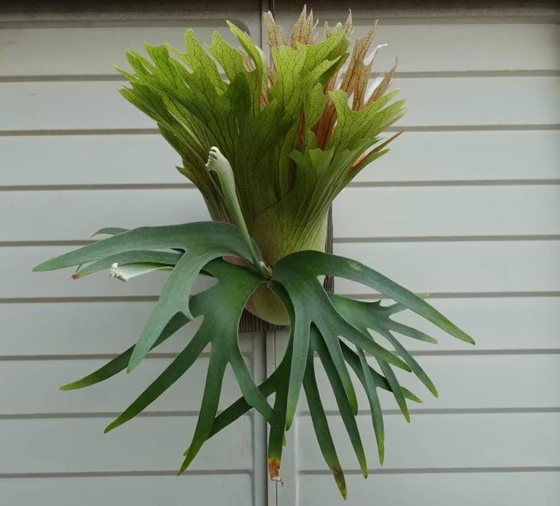 Platycerium Foong Staghorn Fern Rare Starter Plant **(ALL STARTER PLANTS require you to purchase 2 plants!)**