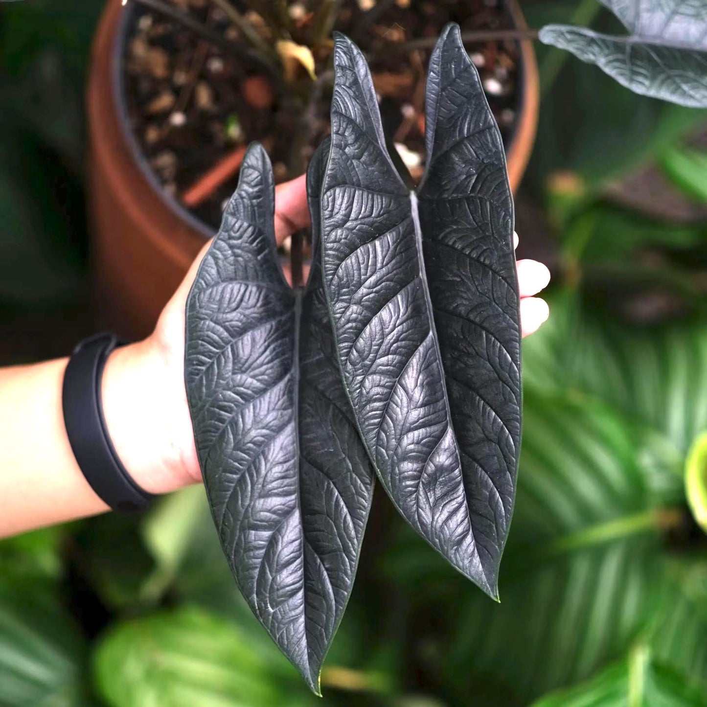 Alocasia Scalprum RARE XL plant  **(must purchase ANY 2 plants to complete order!)**